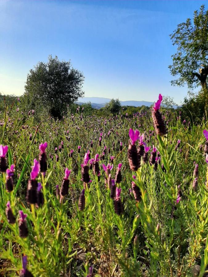 Quinta Das Piteiras-Turismo Rural Silves Dış mekan fotoğraf